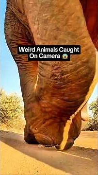 Weird Animals Caught on Camera 😨 | Unbelievable Footage