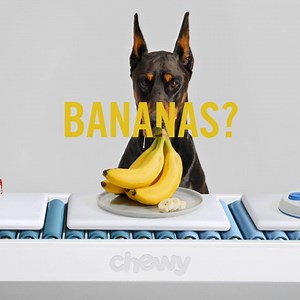 238 reactions · 39 shares | It's no secret that we go BANANAS for . So, we're answering a big question. Can dogs eat bananas? https://chwy.co/3hWAF7G | Chewy | Facebook