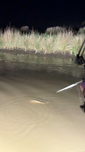Bowfishing in the marsh with the Muzzy Deviant! #archery #fishing #catfish #reels | Anna The Archer