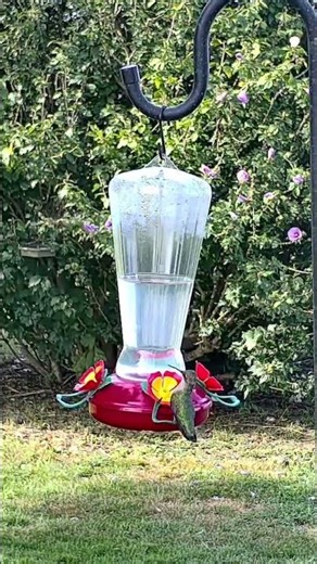 9 Ruby-throated Hummingbird Facts: Fact #6