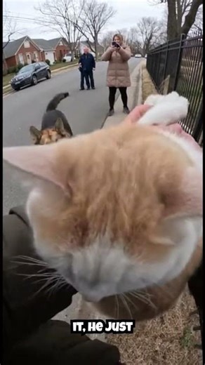 Dog Attacks Cat on Sidewalk (Owner Can't Stop Him) #shorts #viral