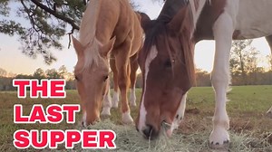 42K views · 5.3K reactions | The last supper | Shirtless Jake's Homestead | Facebook