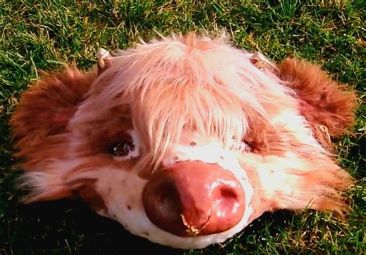 Brown and White Fluffy Cow Mask - Etsy