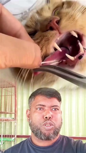 Cat Owners Beware! Watch This Delicate Thread Removal