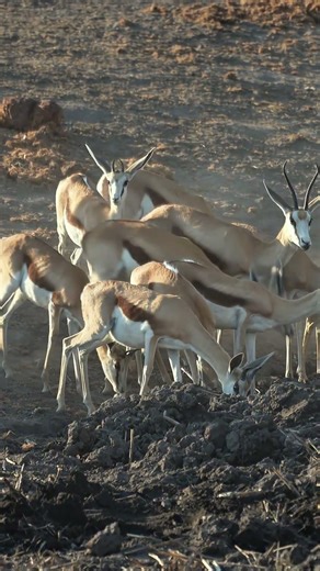 Springboks at Etosha National Park in Namibia.