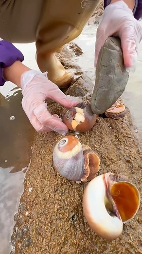 What secrets do the tides hide? 🌊 Exploring the shoreline always brings unexpected wonders! Finding this iridescent gem nestled inside a shell made me feel like I'd unearthed a tiny, magical treasure. Every discovery reminds me of the intricate beauty and surprises nature holds, even in seemingly empty places. What's the most surprising thing you've ever found on a beach? Share your stories below! #BeachFinds #Seashells #HiddenGems #NatureDiscovery #CoastalExploration | SocialSphere Central