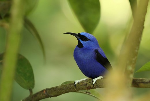 Purple is nature's rarest colour but purple animals do exist: Meet 9 beautiful, incredible purple animals that look like they've been painted | Discover Wildlife