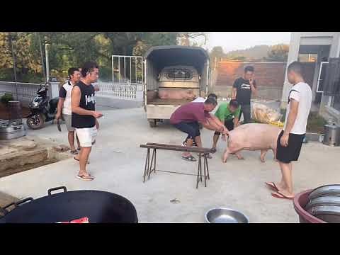 Pig Slaughter - Catch the pig and kill the pig