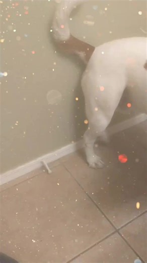 Candy Addleman (@candyaddleman)’s videos with Spongebob Tomfoolery - Dante9k Remix - David Snell