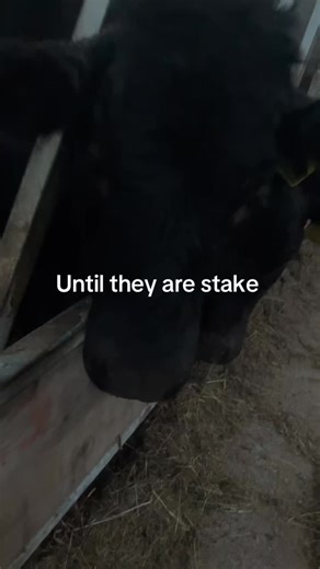 #stake