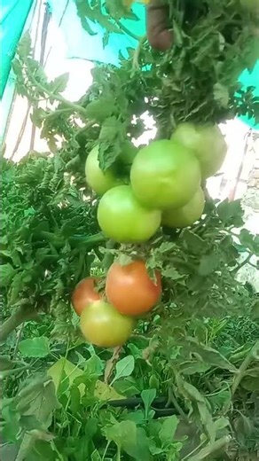 dutch bucket Hydrophonic soilless tamato farming #hydrophonic #soillessfarming #garden