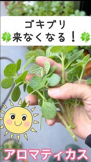 増えすぎ注意⚠️アロマティカス挿し木でこんなに増えた