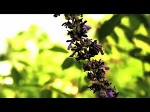 Music Made with Bees