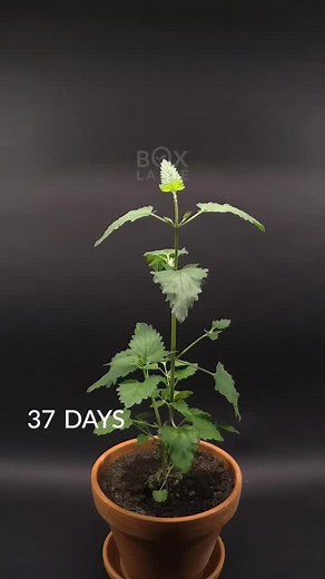 56 days in 41 seconds. Catnip seed to flower 🌼 #learnontiktok #timelapse #catnip