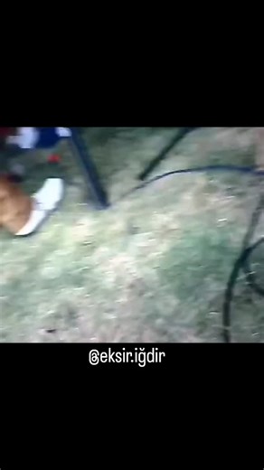 Eksir . Igdir on Instagram‎: "اجرای زیبای سیامک نازنین 🌹🙏🏽🌹"‎