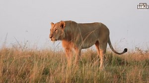 Jaw-Dropping Lion Sunrise Moment In Maasai Mara!