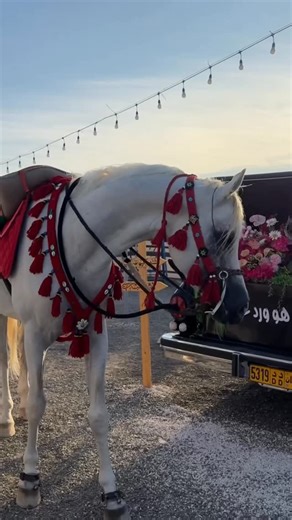 ‎مخيم الكـوس الشتـوي⛺️.‎ on Instagram‎: "⧼ ‏شتاء وهُدوءُ الليّل ‏ و ࣿفنجان قهوه .⧽🌷⛺️ المخيم / @alkose_camp التصوير / @amwaj_studio المشروبات الشتوية / @demor.om المشروبات الساخنة / @defa_ii1 الشاي / @walem_alshai الأكل / @burger.q1 #مخيم_الكوس_الشتوي #عبري #الظاهرة #اكسبلور #مخيمات"‎