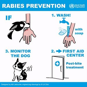 Wound washing is lifesaving! If bitten by a dog 🐶, seek immediate medical advice. The wound must be immediately and thoroughly washed for a minimum of 15 minutes with soap and water, detergent, povidone iodine or other substances that kill the rabies virus. | World Health Organization African Region