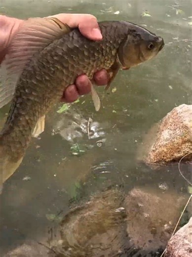 Fliegenfischen für Karpfen: Tipps und Techniken