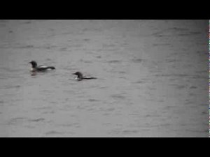 Prachttaucher - Plongeon arctique - Black-throated Diver -Storlom / Gednjajavri/Batsfjord