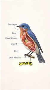 Why Can’t Birds Pee?