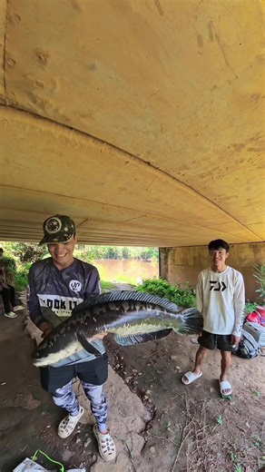 Ini baru la toman Sg Riau bossss #kraii #toman #snakehead #fishing #kingrod @Jestine94