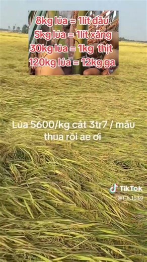 Nổi khổ nông dân trồng lúa bán 120kg lúa chỉ mua được bình gas