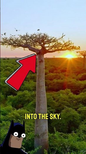 The Upside-Down Tree That Defies Nature 🌳