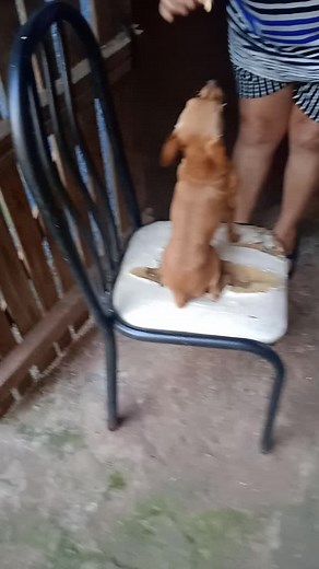 Os vídeos de Pitbull Pigmeu (@pigmeu2020) com som original - Pitbull Pigmeu