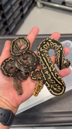 Anyone still excited for blackhead? Which one is your fav? Left or right? #BallPython - #SnakeTok - #ReptileSoftTok - #PetTok - #Herpetology