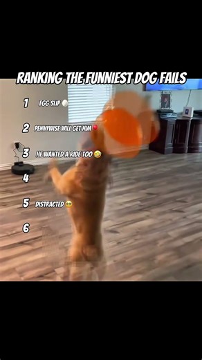 Ranking the funniest dog fails 😂🦮 #dog #fail #funny #meme #dogs