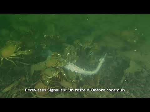 Les poissons présents dans la Seine