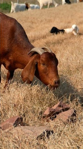 Adorable Goats Playing Under the Clear Blue Sky#babyanimal #cute