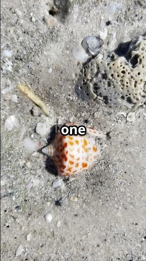 The World’s Deadliest Snail | Nature’s Silent Killer 🐌☠️