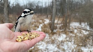 18K views · 1.7K reactions | Black-capped Chickadees, Tufted Titmice, a White-breasted Nuthatch, and a Downy Woodpecker visit the Hand of Snacks. The Nuthatch drops a peanut but makes a quick recovery. | Jocelyn Anderson Photography | Facebook