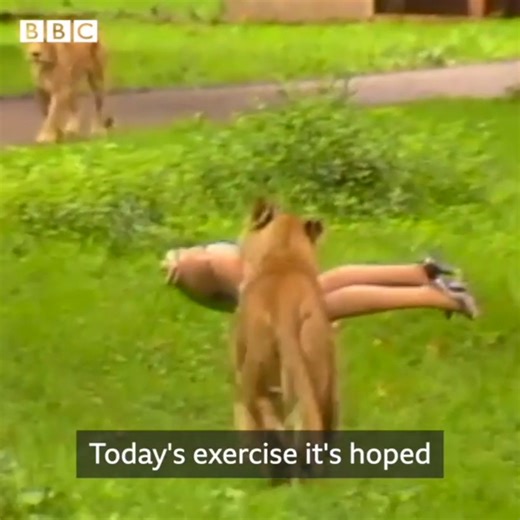 Another #mostwatched from the past twelve months! This time, Daniel the dummy and his lovely wife Danielle demonstrated why you should stay in the car at Longleat Safari Park. Clip originally broadcast in 1987. #BBCArchive2021 #BBCArchiveRecap | BBC Archive