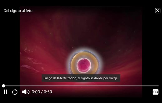 É preciso compreender que o desenvolvimento pré-natal é um processo contínuo e altamente coordenado, que se inicia na fertilização e se estende até o nascimento, sendo dividido em períodos críticos de maturação. Nas nossas apostilas, descomplicamos essa evolução cronológica: Zigoto: A célula única e totipotente formada pela união do espermatozoide com o ovócito. É o marco inicial da vida com um genoma único. Mórula e Blastocisto: Após sucessivas clivagens, o embrião chega ao útero como uma esfer