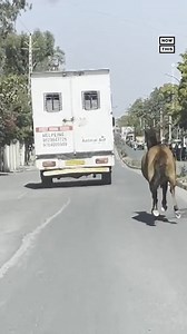 6.7M views · 30K reactions | Talk about sibling love: This horse galloped for 5 miles behind an ambulance that was transporting her sick sister to a veterinarian. The footage was taken on Feb 21 in western India. 梁 | NowThis | Facebook