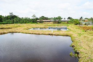 Production nationale du tilapia d’élevage : une délégation de la FAO et du ministère des Ressources halieutiques visite deux fermes piscicoles pilotes - Abidjan.net Photos