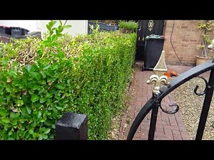 How To Cut A Overgrown Privet Hedge Over A Three Year Period & Get It Back To Its Former Glory (596)