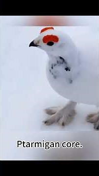 The bird that is colloquially called the "awebo bird" is the Willow Ptarmigan Lagopus core #shorts
