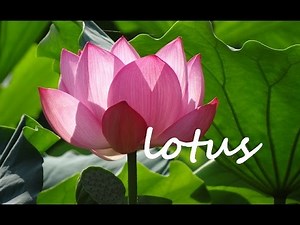 蓮の花の意味 ヨガ哲学から観る「蓮の花の悟り」