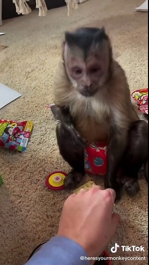 He unboxed this like a professional 🐵😂 #unboxing