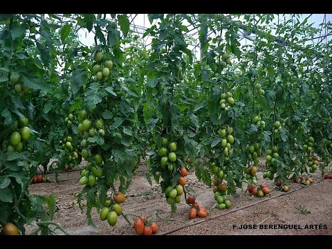 Greenhouse farming in Israel. organic farming. hydroponic, indoor circulated fish farm