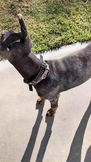 Morning madness 😄🥰 | Dobermans of Eastern NC