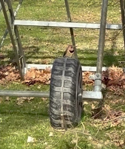 Northern Flicker drumming #nature #birds #vermont