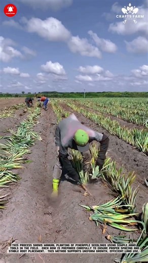 Pineapple Seedling Planting: Manual Row Preparation with Hand Tool