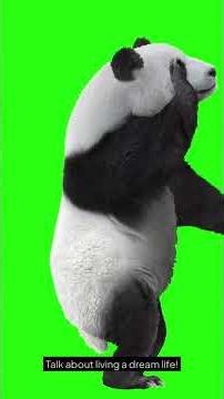 The Daily Life of Pandas: Eating, Sleeping, and Being Adorable