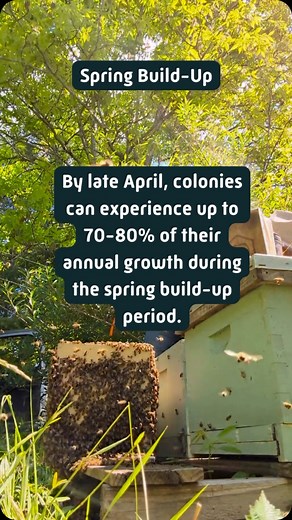 Your hive is waking up — fast. Did you know that by late April, colonies can reach up to 80% of their annual growth? Track brood patterns, watch for drone cells, and keep an eye on that nectar flow. Get your records right to set your bees up for success! 🐝📈 | HiveTracks