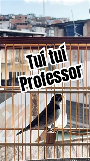 Papa capim professor Tui Tui puro canto tui tui #coleirotuitui #coleirotuituipuro #coleiratuitui